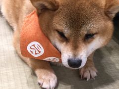 -逗柴咖啡屋·狗咖猫咖宠物桌游