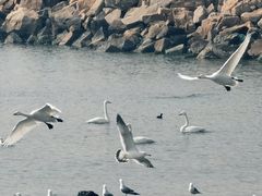 -烟墩角天鹅湖