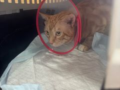 -瑞派长江宠物医院·猫科·外科·24小时夜护(谊城公寓分院)