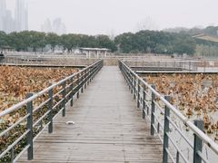 -月湖风景区