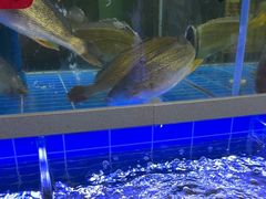 -金海湾海鲜排档(朱家尖店)