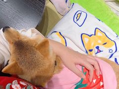 -逗柴咖啡屋·狗咖猫咖宠物桌游