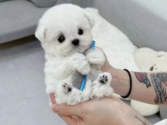 -萌宠之家·腊肠犬·马尔泰·小体犬舍