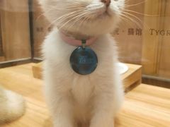 -袖虎·猫馆(体育西路店)