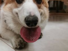 -佳怡动物医院·平价24小时·猫专科骨外科