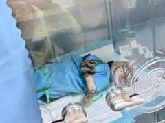 -小伙伴宠物医院•急重症转诊中心·老年专科·犬猫全科(北大街总院)