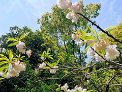 -南汇桃花村