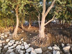 -宝安西湾红树林湿地公园