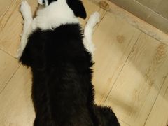 -蒙古人烤羊腿(裕兴路店)