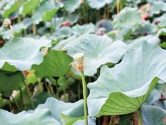 -莲池书院博物馆