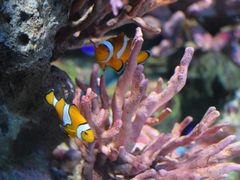 -暹罗海洋世界
