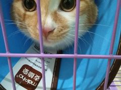 -米苏动物医院·犬猫专科·骨科外科内窥镜