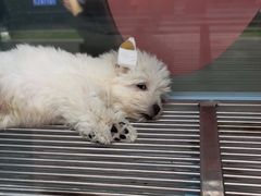 -FAELING PETS美天灵宠物(合生汇店)