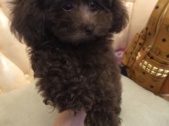 -爱宠屋pet shop·宠物洗澡·宠物美容