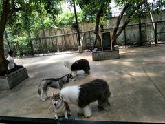 -TrueLove @ Neverland (Husky Cafe)