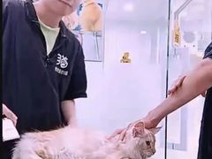 -爱洗澡的猫(天河路店)