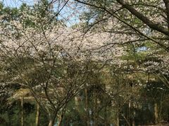 android_upload_pic-常德桃花源景区