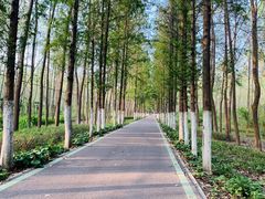 -合肥滨湖国家森林公园