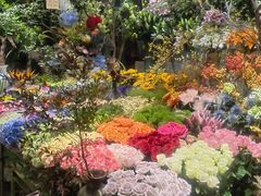 -朝来春花卉市场