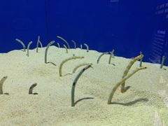 -上海海洋水族馆