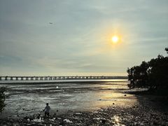 -宝安西湾红树林湿地公园