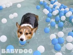 -BABYDOG宝贝狗宠物乐园(欧洲城店)
