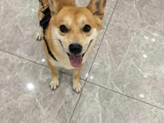 -艾贝尔宠物医院·宠保定点·超声绝育·免疫点(樱花路店)
