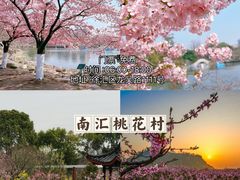 -顾村公园