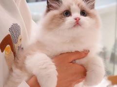 -momokira米努特·德文卷毛猫·棉花面纱犬
