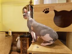 -more than meow吴止猫主题餐厅(承德 中船汇店)