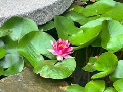 -唐猫庭院·千年陕菜(大唐不夜城店)