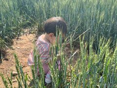 -草根堂农场