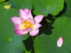 -莲花池公园