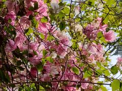 -深圳国际园林花卉博览园