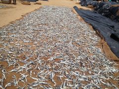 -尼甘布海鲜市场