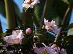 -云里小坐·小院里·团建·宴请·下午茶(三圣乡店)