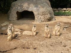 -上海野生动物园
