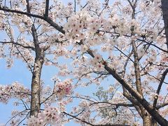 -武汉大学-樱园
