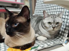 -纳吉亚猫专科动物医院·北北分院
