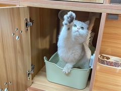 -猫十亿·布偶金渐层·曼基康矮脚猫舍(青年路店)