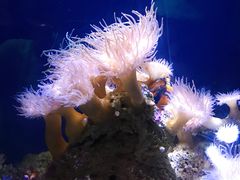 -悉尼海洋生物水族馆