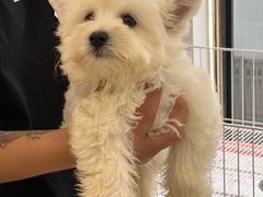 -翊宠yipet猫狗购宠庄园犬舍•猫舍