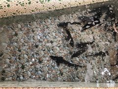 -荣德灶台鱼(圣泉寺店)