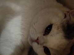 -藏猫猫咖啡主题馆(中央大道店)