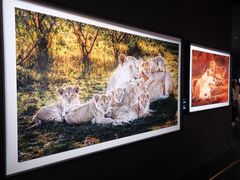 -罗红摄影艺术馆