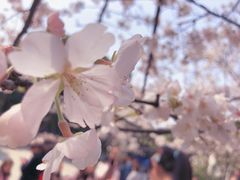 -武汉大学-樱园