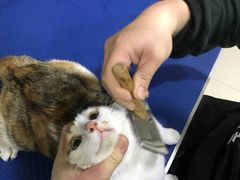 -酷狗靓猫宠物·洗护·美容·寄养(航北路店)