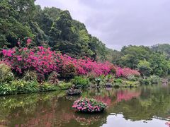 -深圳仙湖植物园