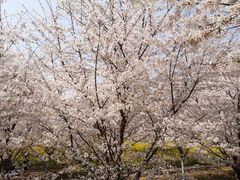 -古柏渡飞黄旅游区