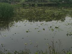 -白鹭湾湿地公园